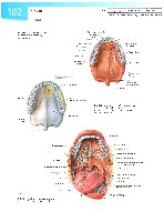 Sobotta Atlas of Human Anatomy  Head,Neck,Upper Limb Volume1 2006, page 109